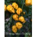 Trinidad Scorpion Moruga Yellow X Trinidad Scorpion Orange Pepper Seeds