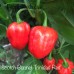 Red Habanero x Purple Habanero Pepper Seeds