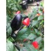Black Cuban Pepper Seeds Black Cuban Pepper Seeds