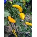 Golden Cayenne Pepper Seeds Golden Cayenne Pepper Seeds