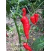 7-Pot Bubble-Gum x Naga Red NC Pepper Seeds 