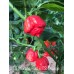 Trinidad Scorpion Moruga Red x Trinidad Scorpion Orange Pepper Seeds 