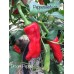 Broom Pepper Seeds
