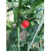 Uvilla Grande Pepper Seeds Uvilla Grande Pepper Seeds