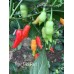 Tiger Bibi Red Pepper Seeds Tiger Bibi Red Pepper Seeds