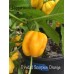 Trinidad Scorpion Orange Pepper Seeds Trinidad Scorpion Orange Pepper Seeds