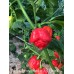 Trinidad Scorpion Moruga Red x Trinidad Scorpion Orange Pepper Seeds 