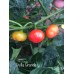 Uvilla Grande Pepper Seeds Uvilla Grande Pepper Seeds