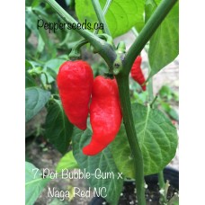 7-Pot Bubble-Gum x Naga Red NC Pepper Seeds 