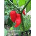 7-Pot Bubble-Gum x Naga Red NC Pepper Seeds 