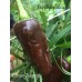 Brown Jalapeno Pepper Brown Jalapeno Pepper