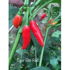 Tiger Bibi Red Pepper Seeds Tiger Bibi Red Pepper Seeds