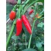 Tiger Bibi Red Pepper Seeds Tiger Bibi Red Pepper Seeds