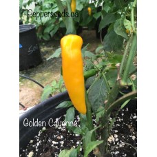 Golden Cayenne Pepper Seeds 