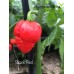 Skunk Red Pepper Seeds 