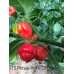 Trinidad Scorpion Moruga Red x Trinidad Scorpion Orange Pepper Seeds 