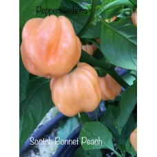Scotch Bonnet Peach Pepper Seeds 
