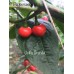 Uvilla Grande Pepper Seeds Uvilla Grande Pepper Seeds