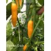 Peruvian Creole Pepper Seeds 