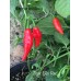 Tiger Bibi Red Pepper Seeds Tiger Bibi Red Pepper Seeds