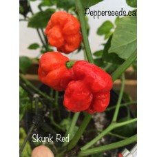 Skunk Red Pepper Seeds 