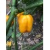 Habanero Yellow Pepper Seeds Habanero Yellow Pepper Seeds