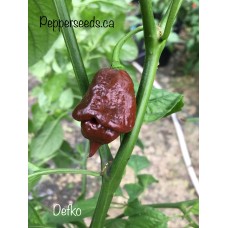 Defko Pepper Seeds
