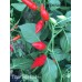 Tiger Bibi Red Pepper Seeds Tiger Bibi Red Pepper Seeds