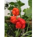Skunk Red Pepper Seeds 