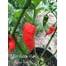 7-Pot Bubble-Gum x Naga Red NC Pepper Seeds 