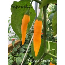 Peruvian Creole Pepper Seeds 