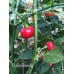 Uvilla Grande Pepper Seeds Uvilla Grande Pepper Seeds