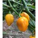 Habanero Yellow Pepper Seeds Habanero Yellow Pepper Seeds