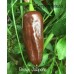 Brown Jalapeno Pepper Brown Jalapeno Pepper