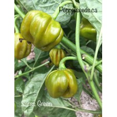 Saras Green Pepper Seeds