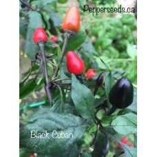 Black Cuban Pepper Seeds