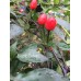 Black Cuban Pepper Seeds Black Cuban Pepper Seeds