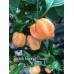 Scotch Bonnet Peach Pepper Seeds 