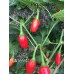 CGN 16941 Pepper Seeds 