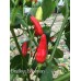 Bradleys Bahamian Pepper Seeds
