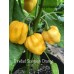 Trinidad Scorpion Orange Pepper Seeds Trinidad Scorpion Orange Pepper Seeds