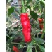 Broom Pepper Seeds