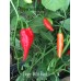 Tiger Bibi Red Pepper Seeds Tiger Bibi Red Pepper Seeds