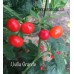 Uvilla Grande Pepper Seeds Uvilla Grande Pepper Seeds