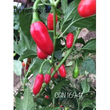 CGN 16941 Pepper Seeds 