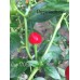 Cap 1705 Pepper Seeds 