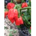 7-Pot SR Strain x Morovars Pepper Seeds