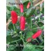 Baum Chilli Red Pepper Seeds 