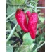 Miscucho Colorado Pepper Seeds Miscucho Colorado Pepper Seeds