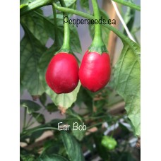 Ear Bob Pepper Seeds